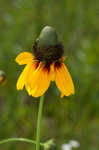 Clasping coneflower